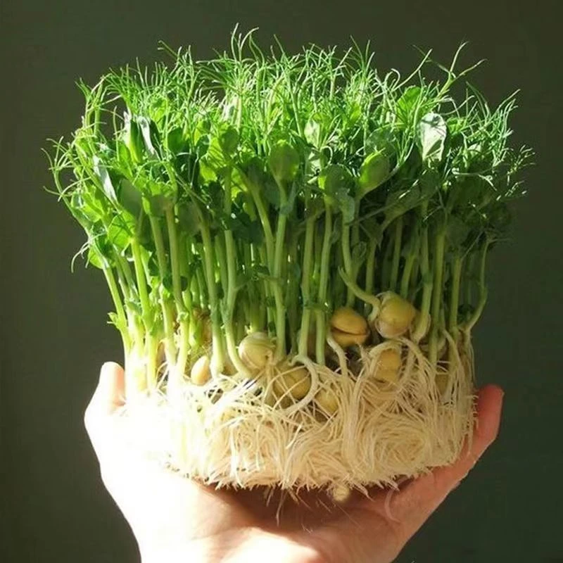 正宗豌豆苗种专吃豌豆尖芽苗种籽四季种植碗豆种碗豆吃苗蔬菜种子