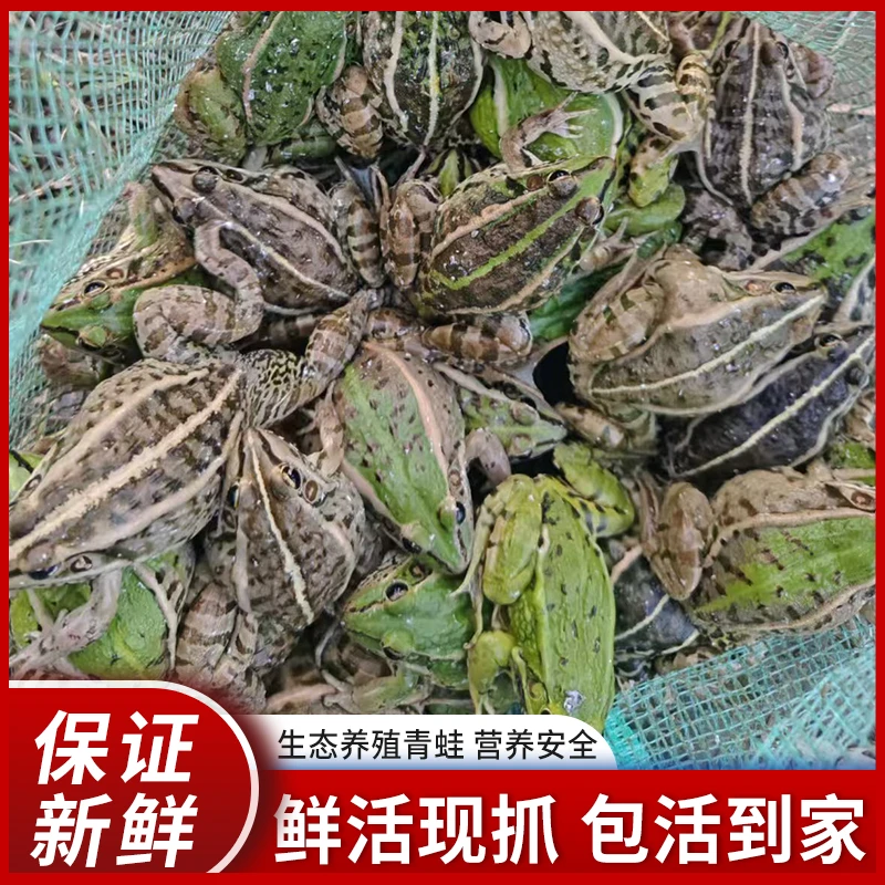 稻田养殖青蛙鲜活新鲜食用田鸡肉鲜嫩火锅食材非牛蛙