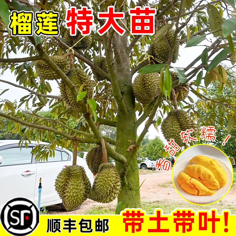 【直播专享】精品榴莲树苗嫁接猫山王金枕榴莲苗盆栽地栽南方种植