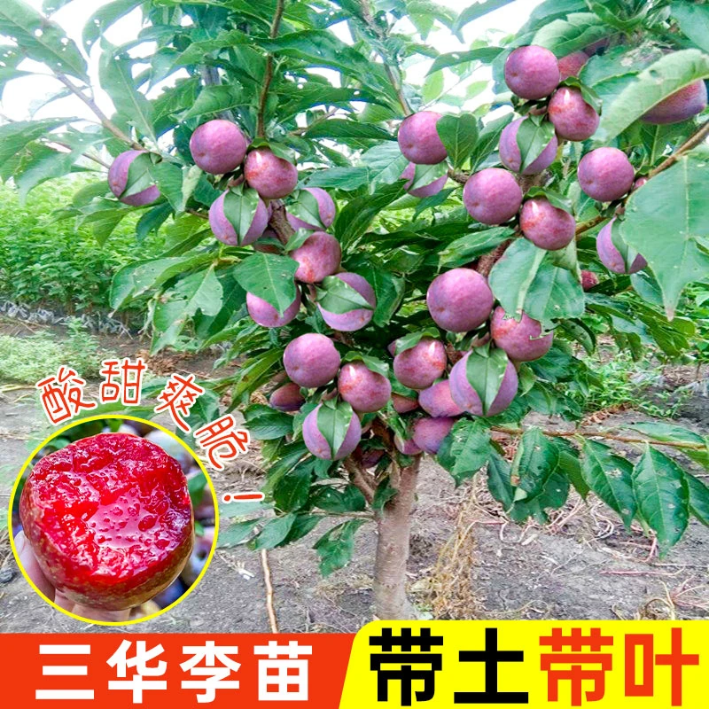 三华李树苗钱排银妃蜂糖李子嫁接苗树红心正宗早熟盆栽南方北方