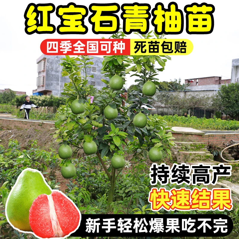 【精选】泰国红宝石青皮柚树苗越南青柚红肉嫁接当年结大果包邮新品