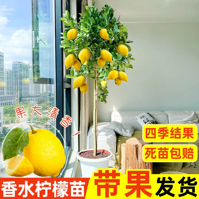 【精选】广东香水柠檬树苗无籽柠檬果苗台湾香水檬树苗盆栽室内阳台