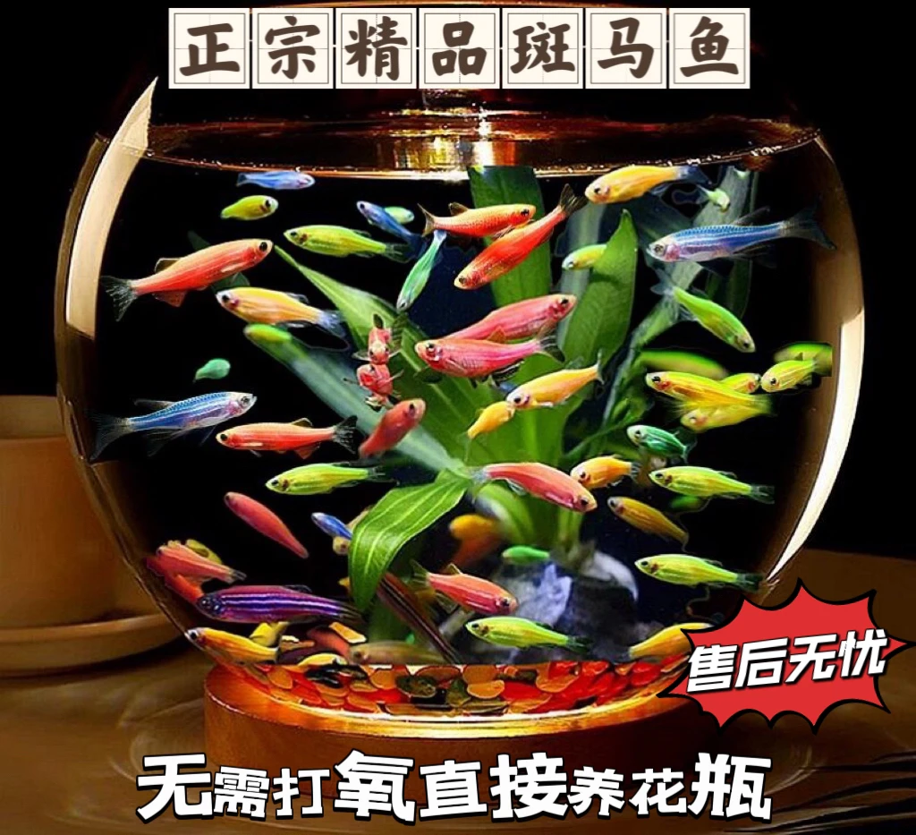 【斑马鱼】小型斑马鱼观赏鱼淡水鱼热带鱼活体灯科鱼练手鱼混养饲养