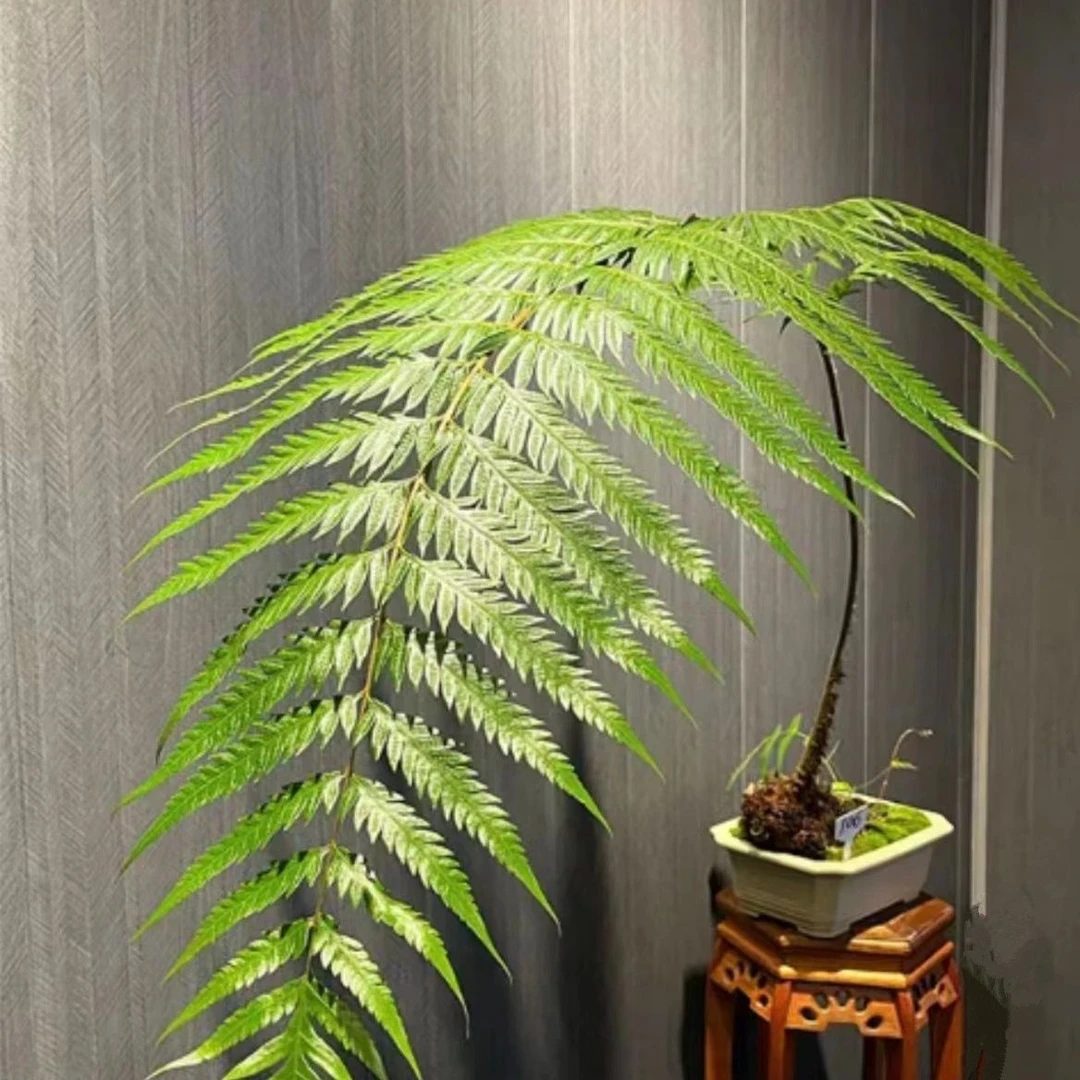 大型蕨类盆栽地栽批发零售四季常青绿植喜阴喜湿室内不带叶发货