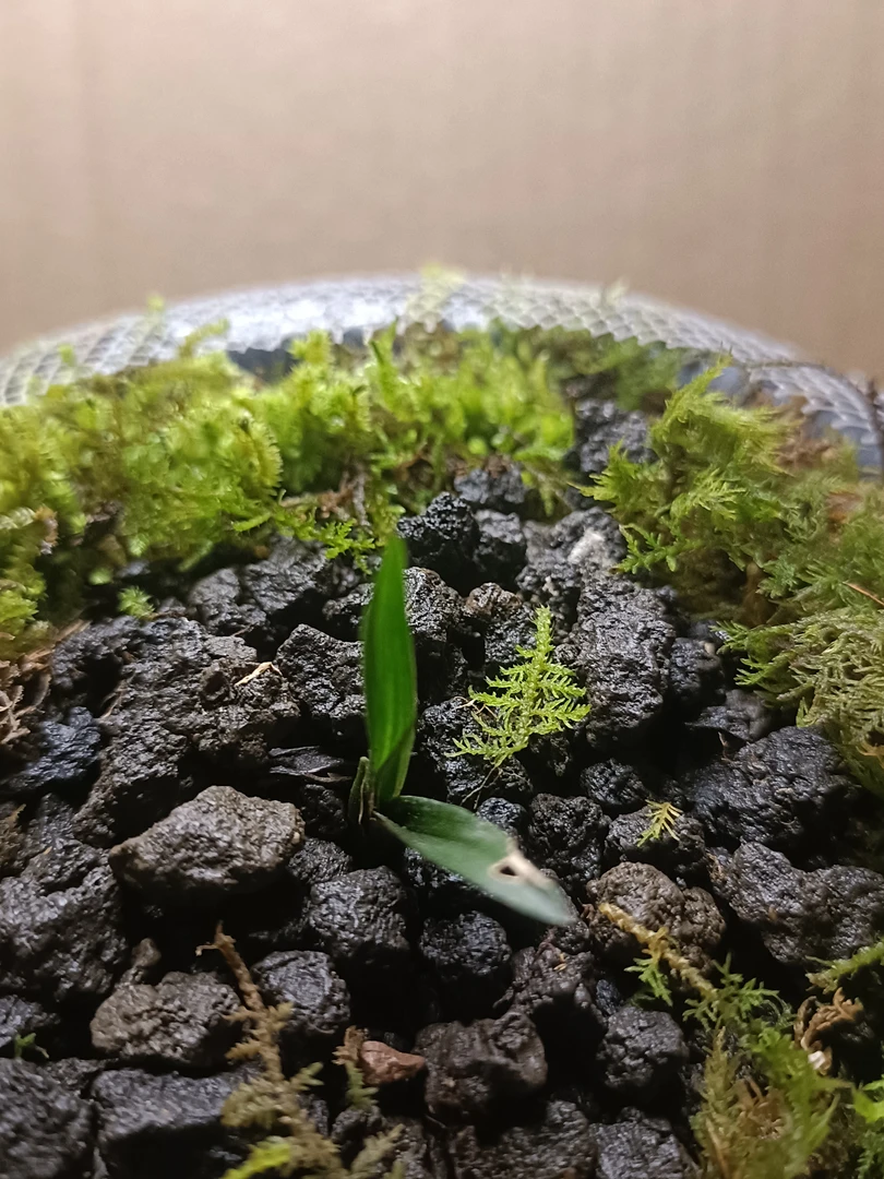 春剑小艺草 一物拍一物以直播为主