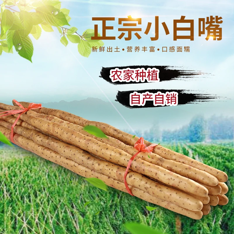 河北正宗小白嘴山药口感面糯香甜产地直发带泥净重5斤现挖现卖