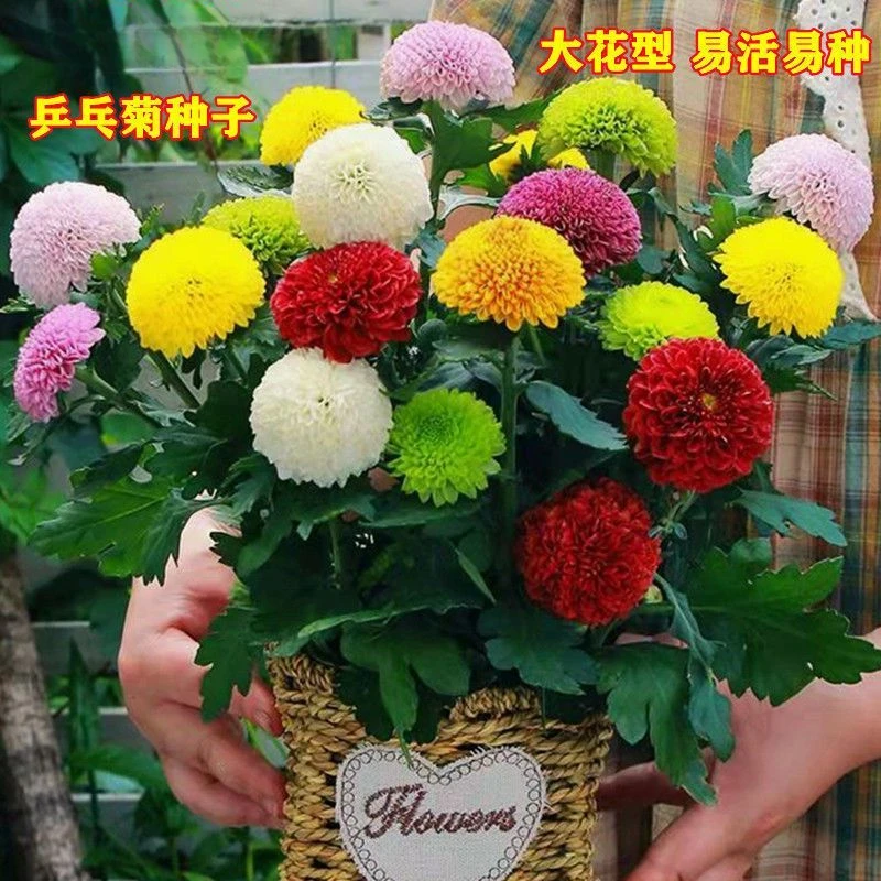 乒乓菊菊花种子花籽球行四季易种活室内外阳台鲜花盆栽种子