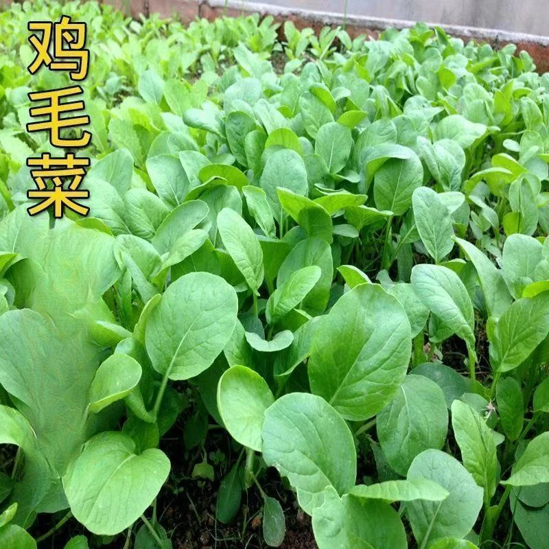 鸡毛菜种籽四季小白菜青菜油菜上海青2盆栽蔬菜籽易活