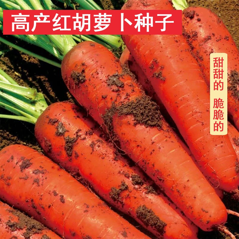 九寸三萝卜红胡萝卜种子胡萝卜种子水果萝卜种子四季蔬菜种子