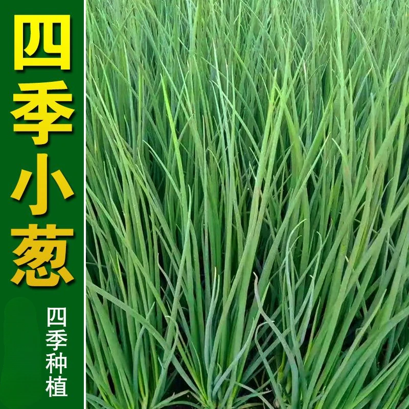 四季小葱种子小香葱小葱青菜蔬菜种子秋冬热卖阳台盆栽室内庭院