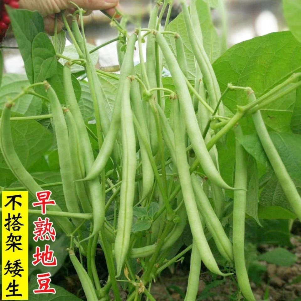 无架四季豆种子无筋豆角种子早熟矮生不搭架地豆盆栽蔬菜种子
