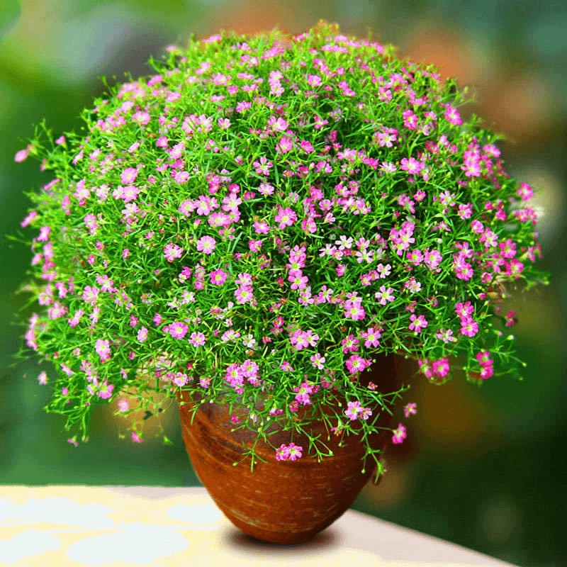 满天星花种子四季播种夏季耐热耐晒花卉阳台庭院植物好养春季简单