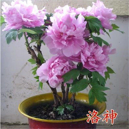 牡丹花种子阳台庭院四季种植多款可选盆栽易种易活