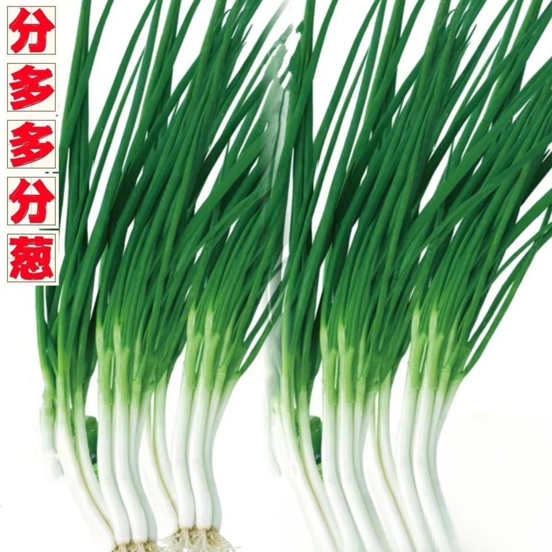 超耐热分多多分葱衶四季浓香小葱阳台盆栽小香葱孑