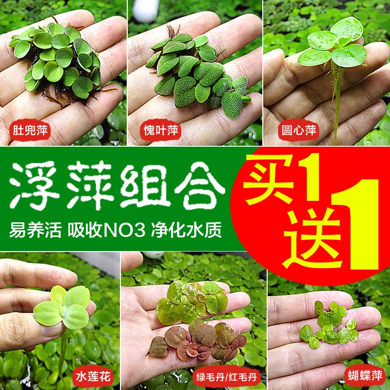 浮萍水草肚兜萍愧叶萍水莲花圆心萍芝麻萍红毛丹绿毛丹水草活体