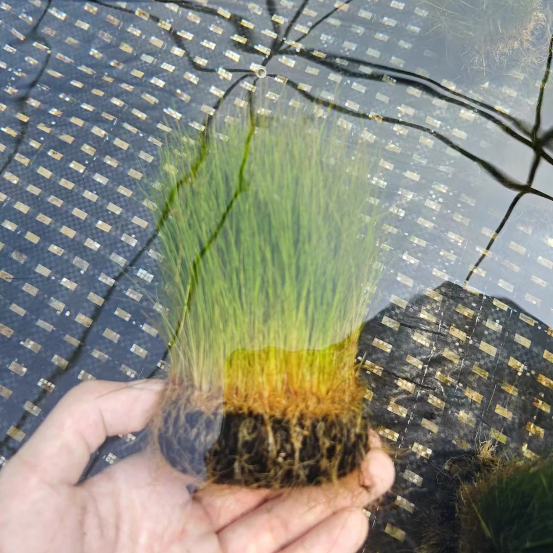 [牛毛]鱼缸水草前景草坪造景牛毛大草原水草植物淡水增氧