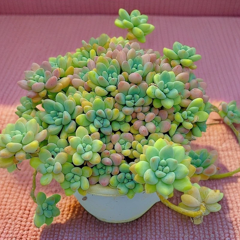 超大桃酥 多肉植物 脱土发货