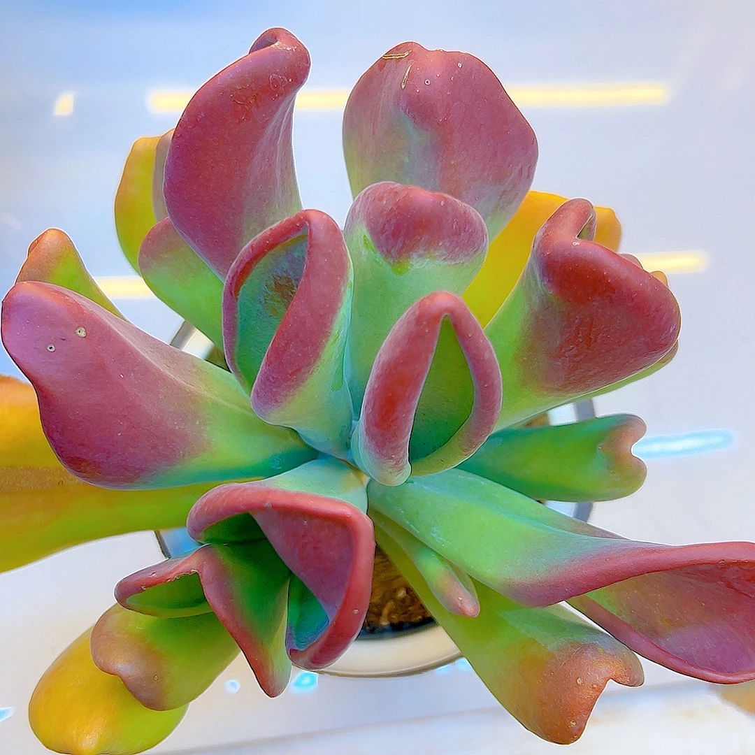 精品火狐狸 多肉植物 脱土发货