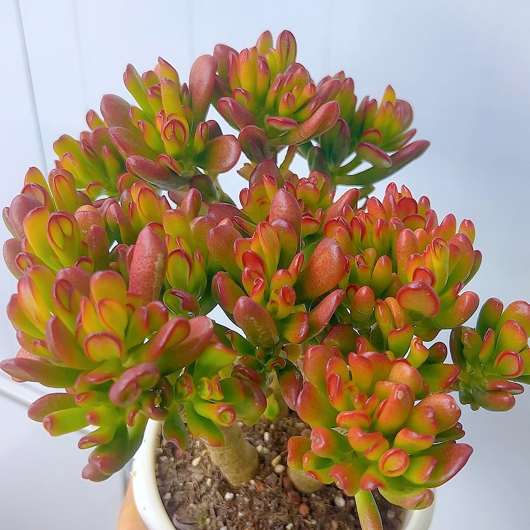 甜心家 招财猫 多肉植物