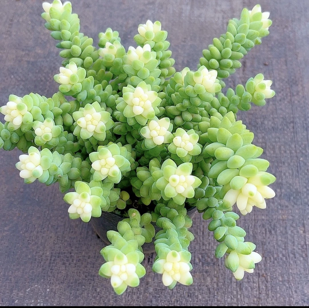 雪花玉缀 带盆带土 发货 多肉植物