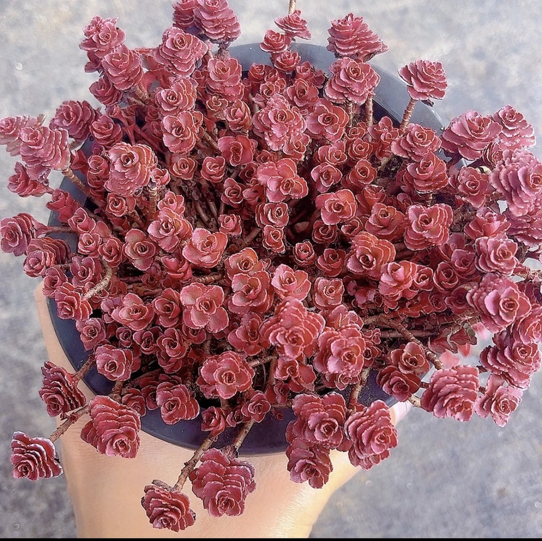 小球玫瑰 多肉植物 带盆带土