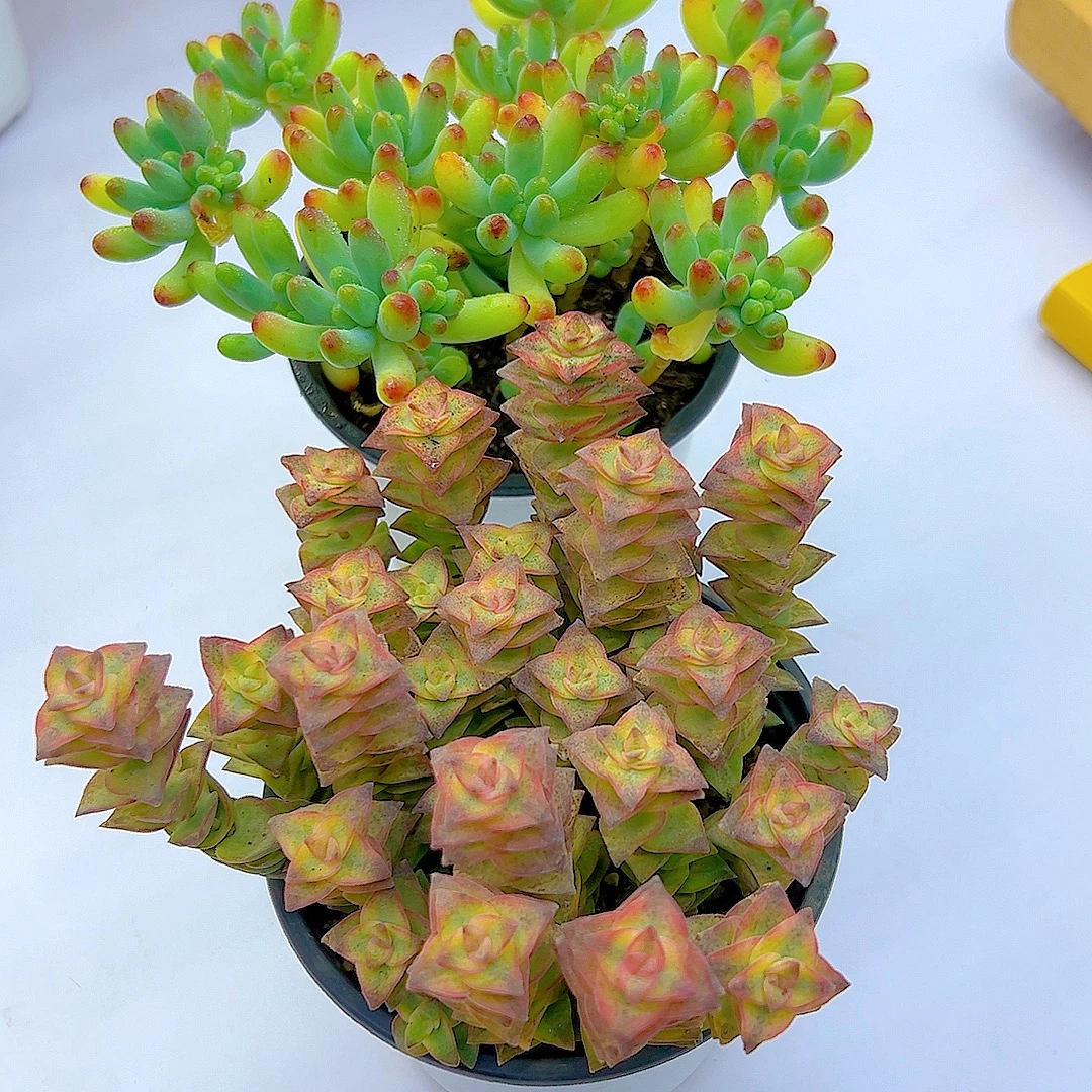 钱多多➕果冻已女心 多肉植物 带盆带土