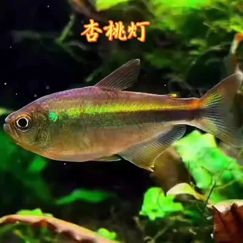 杏桃灯草缸灯鱼橙尾杏桃灯热带鱼南美灯鱼摩比斯热带水草缸稀有