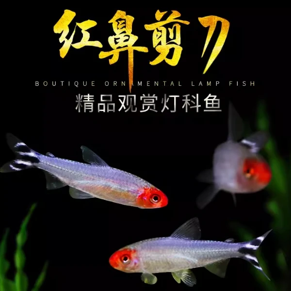 红鼻鱼红鼻子鱼红头红鼻发货小型鱼灯科鱼「超萌好物」热带观赏鱼