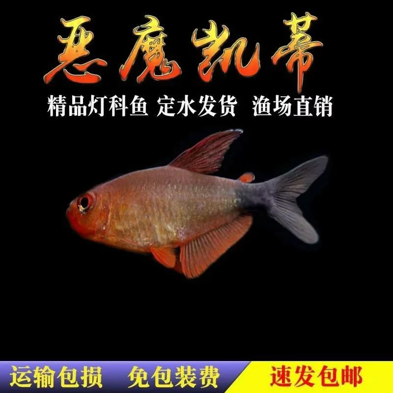 恶魔凯蒂灯高端灯鱼宝狮灯南美草缸稀有小型鱼热带淡水观赏鱼活体