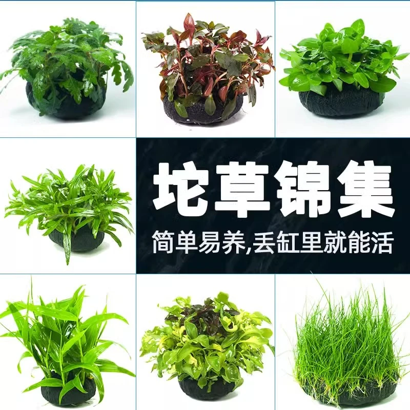 鱼缸水草坨草植物活体增氧淡水新手懒人水榕造景水培水草无需底砂