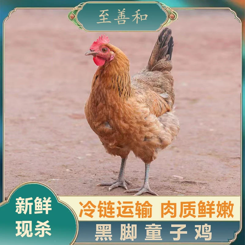 黑脚童子鸡土鸡笨鸡1000g/只现杀煲汤炒鸡两只装肉质紧实