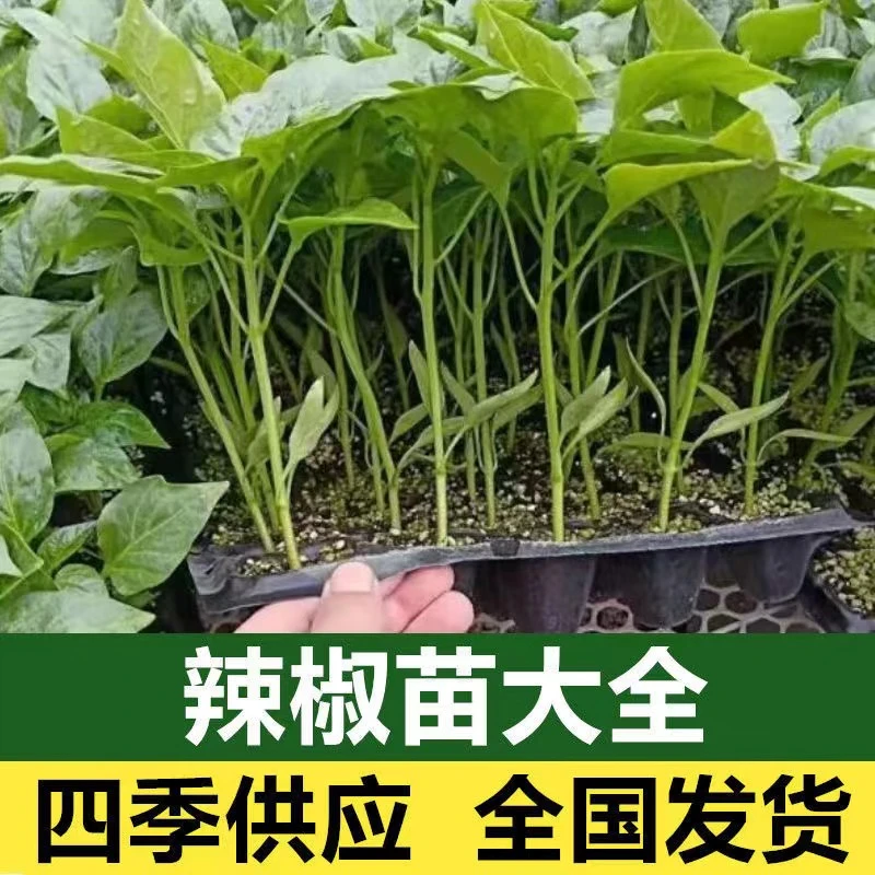 高产辣椒苗带土秧苗蔬菜苗朝天椒线椒薄皮椒螺丝椒四季地栽盆栽