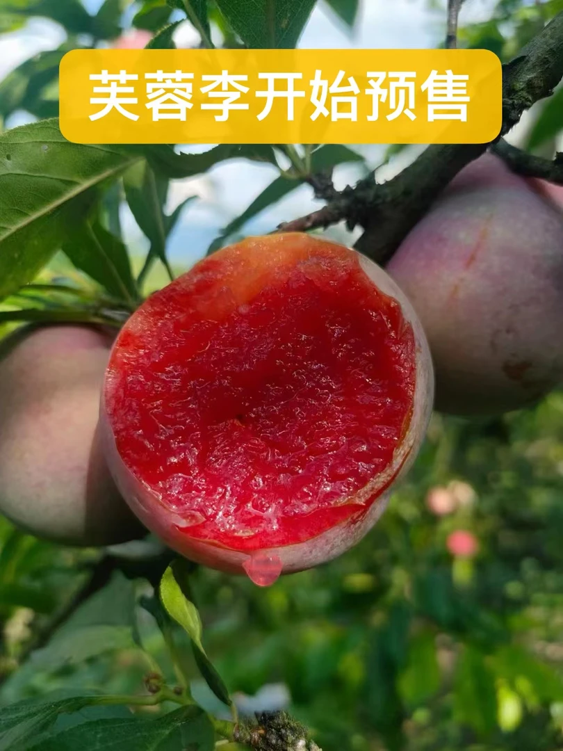 福建特产福州福建芙蓉李果园直发现摘现发（远的地区拍精装）