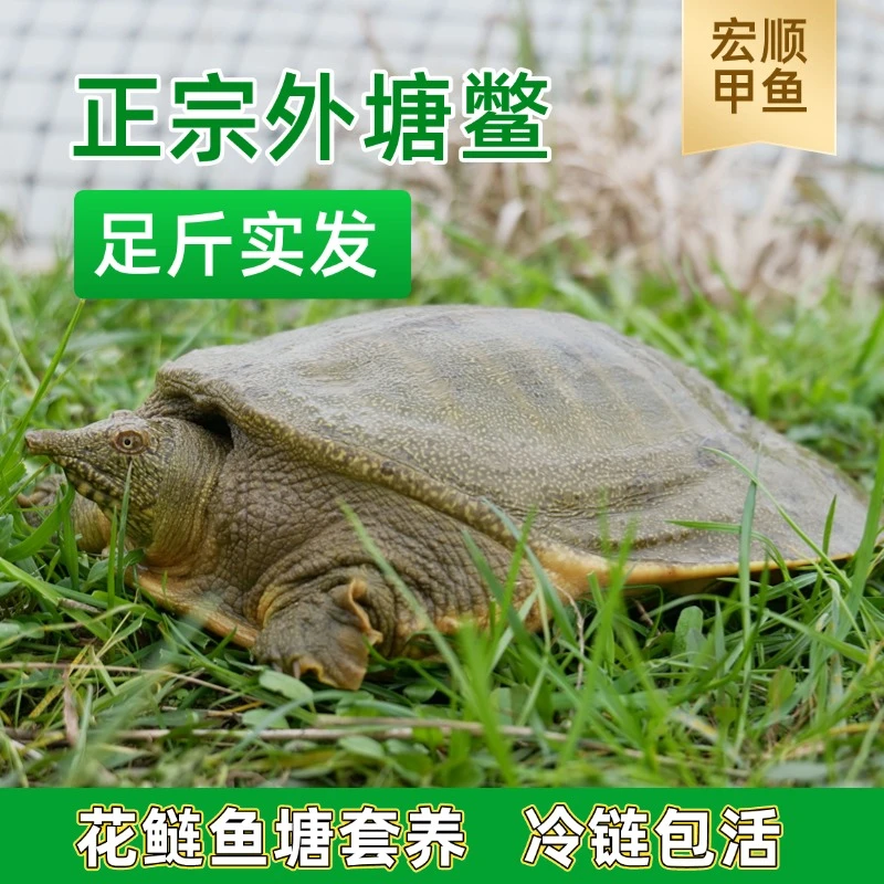 现场打包 鲜活甲鱼(福利公)二只共5.6斤自家外塘散养甲鱼冷链包活