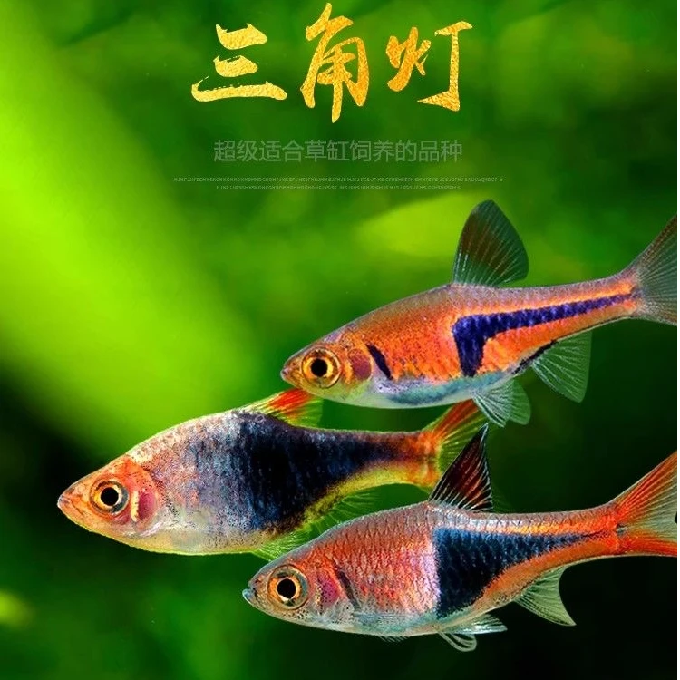 三角灯鱼小型小鱼观赏鱼灯科鱼草缸混养灯科鱼南美鱼活体饲养