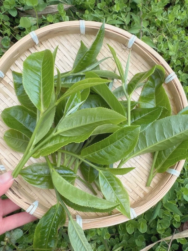 8号茶园•头春头采•招牌•香香香