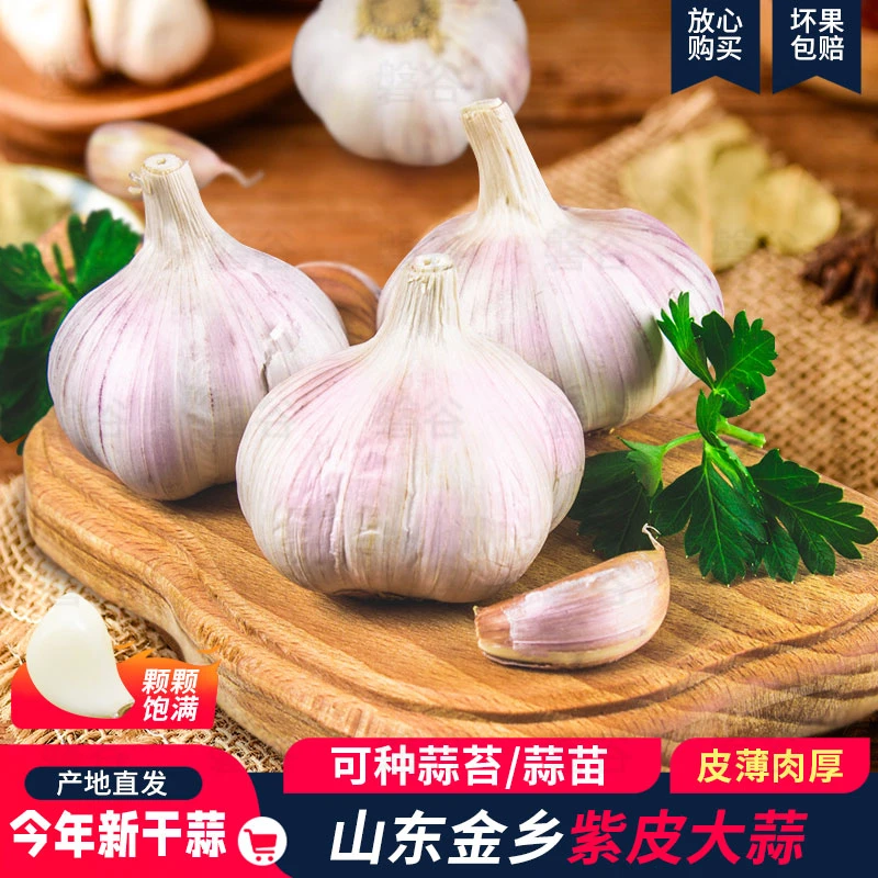 【超低价】2023新鲜紫皮金乡大蒜头新鲜晒干大蒜子批发出口级精装