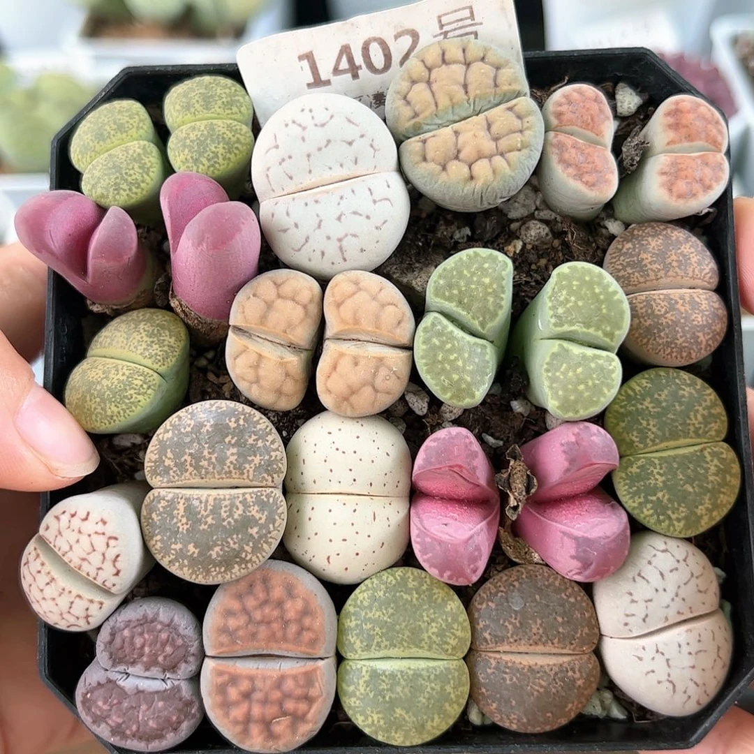 好养易活生石花大母本1402