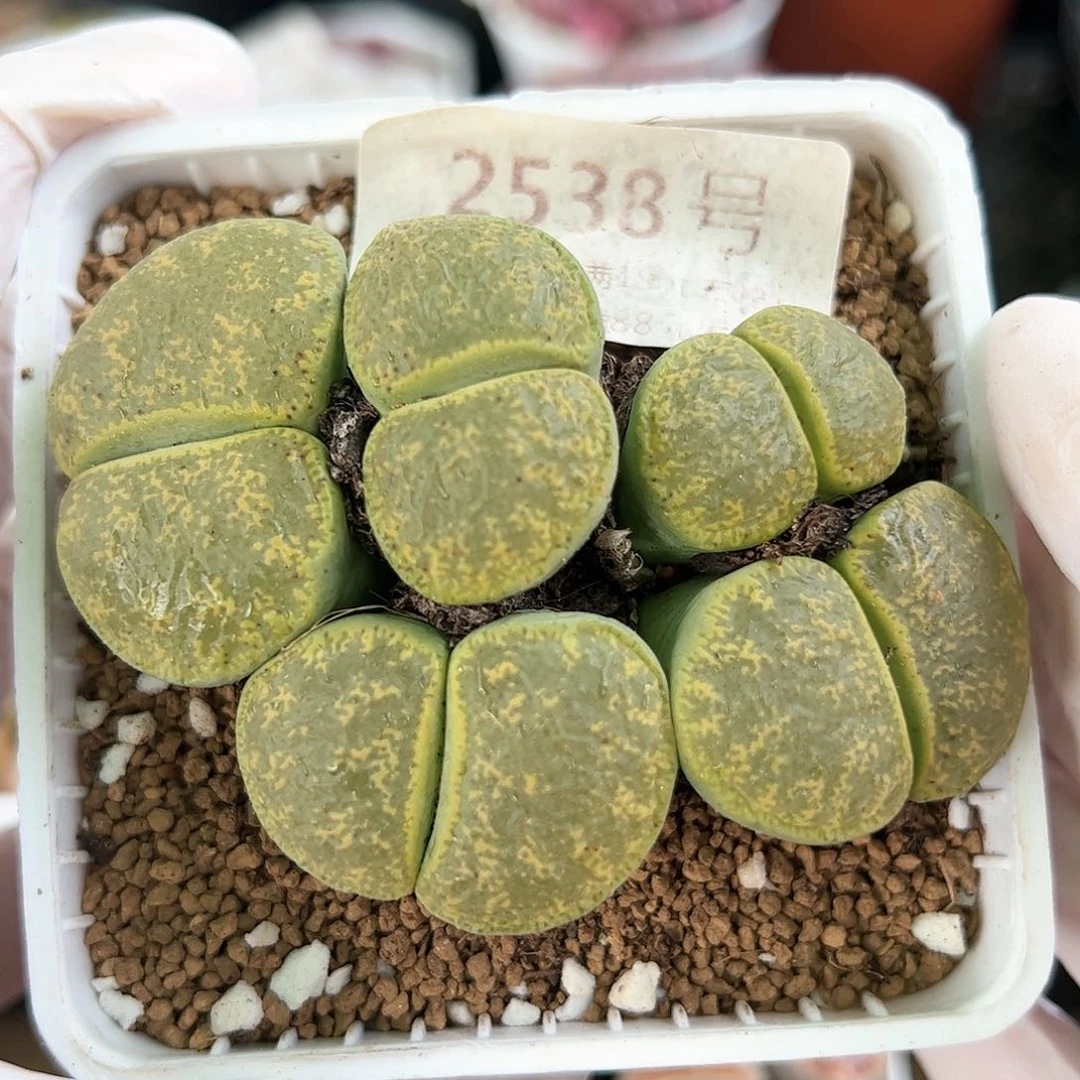 好养易活生石花大母本2538