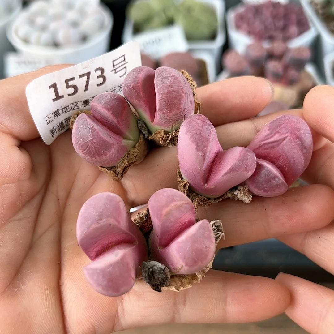 好养易活生石花大母本1573