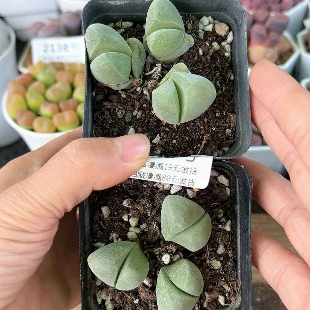好养易活生石花大母本2058