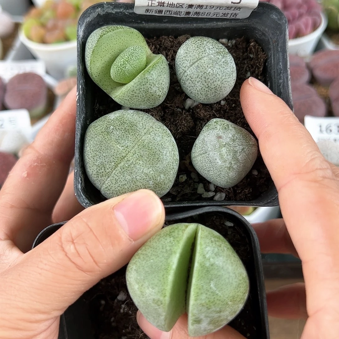 好养易活生石花大母本1505