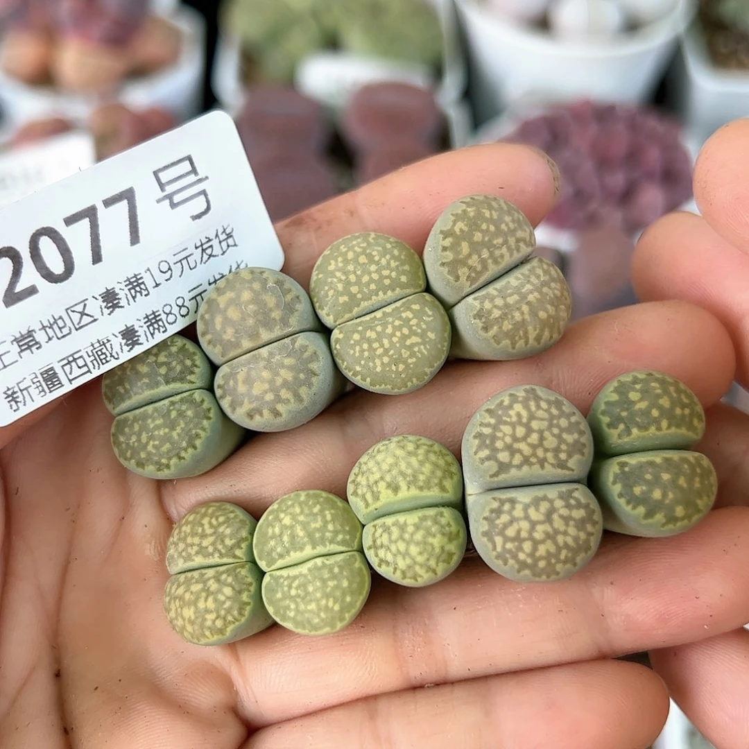 好养易活生石花大母本2077微徒特价