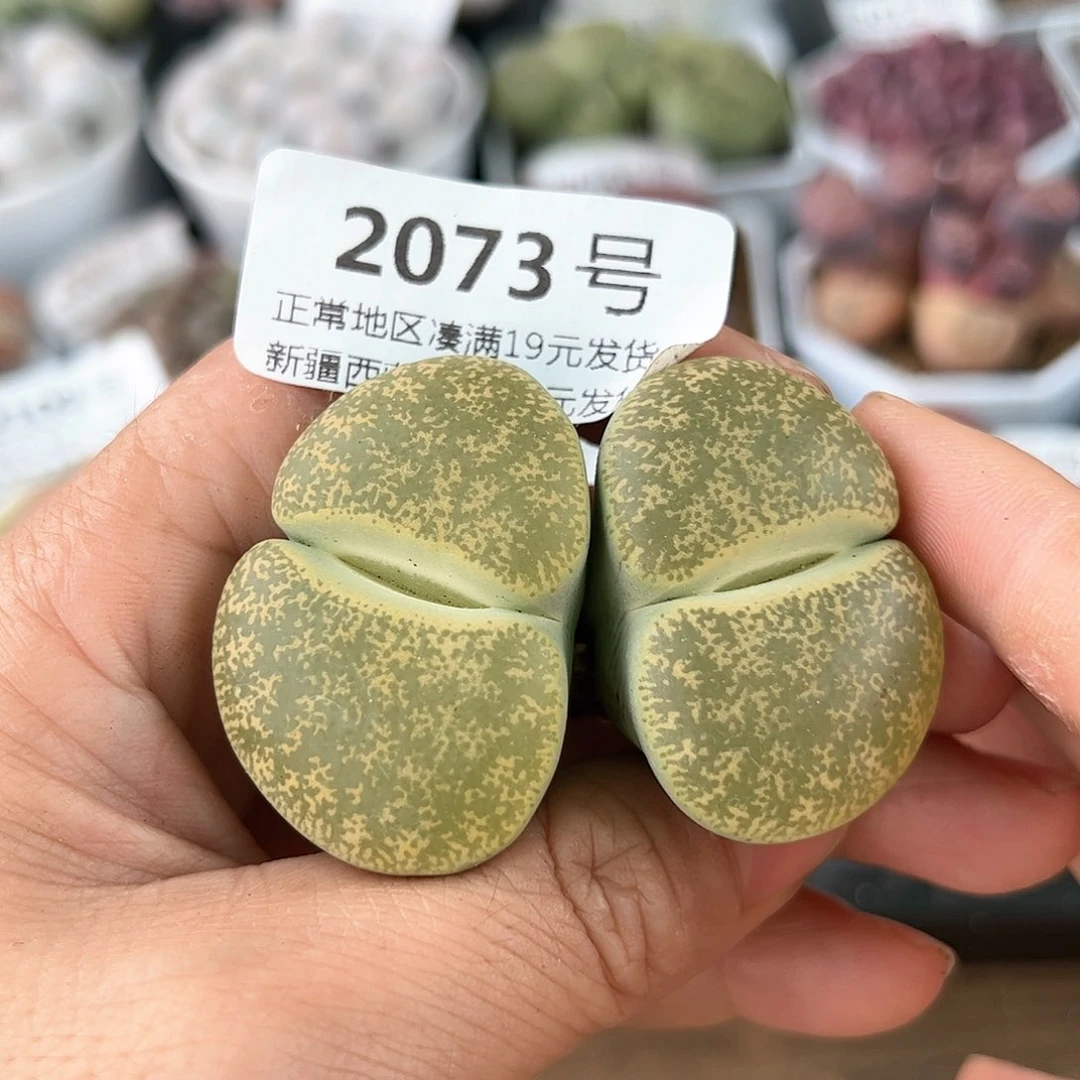 好养易活生石花大母本2073