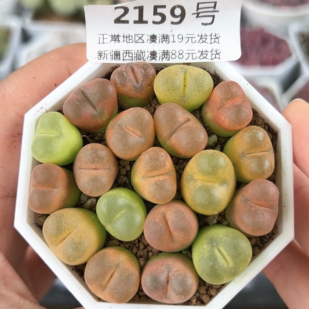 好养易活生石花大母本2159