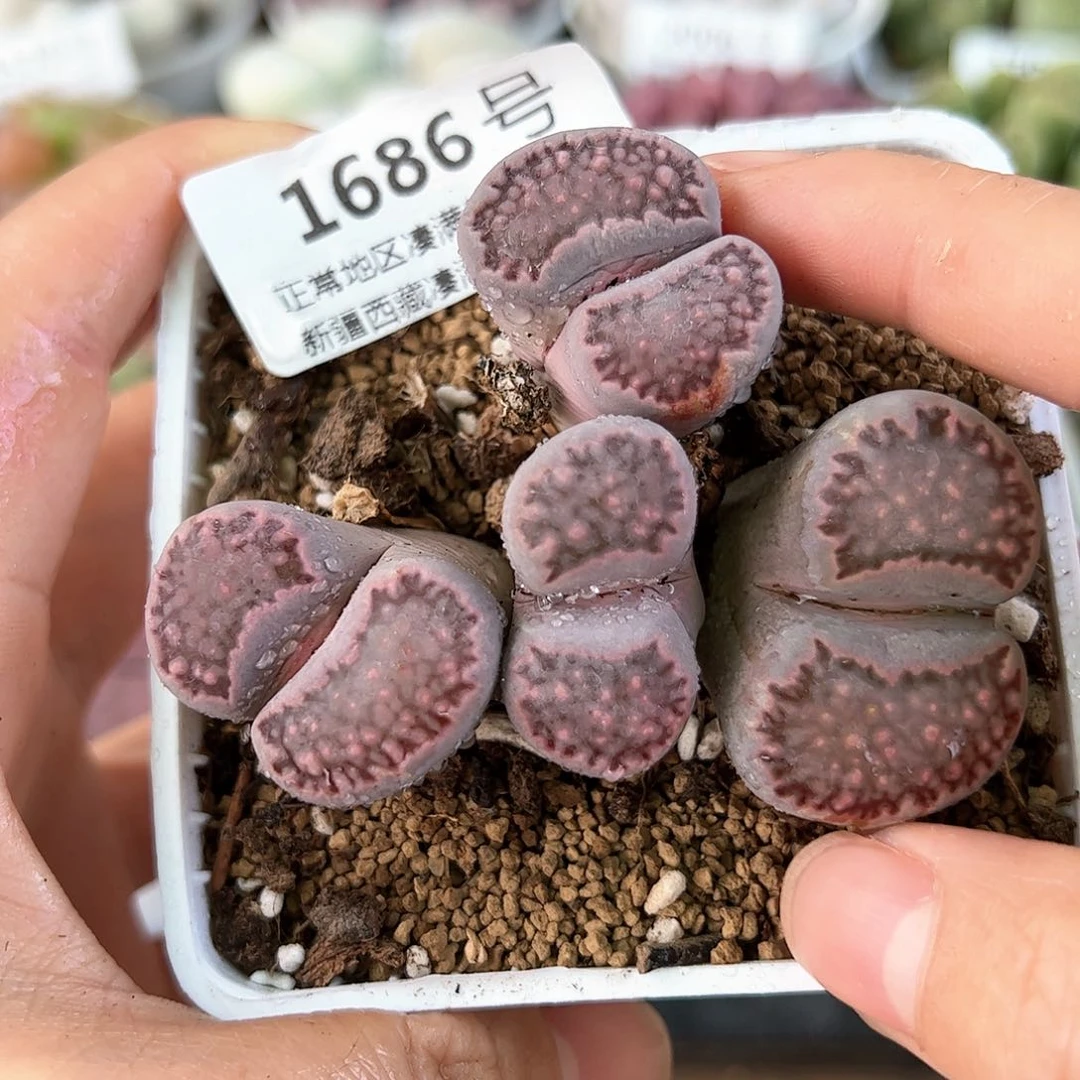 好养易活生石花大母本1686