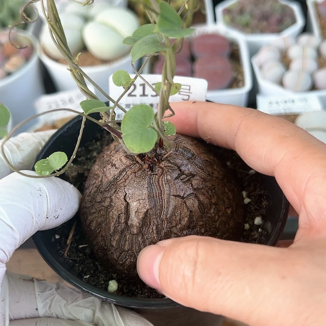 2137南非龟甲龙6cm