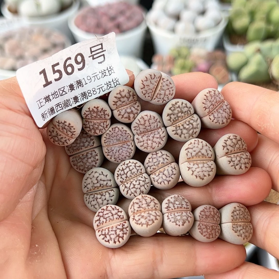 好养易活生石花大母本1569