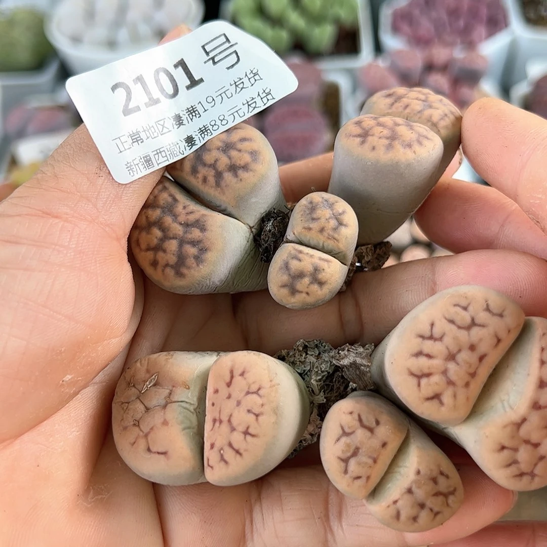 好养易活生石花大母本2101
