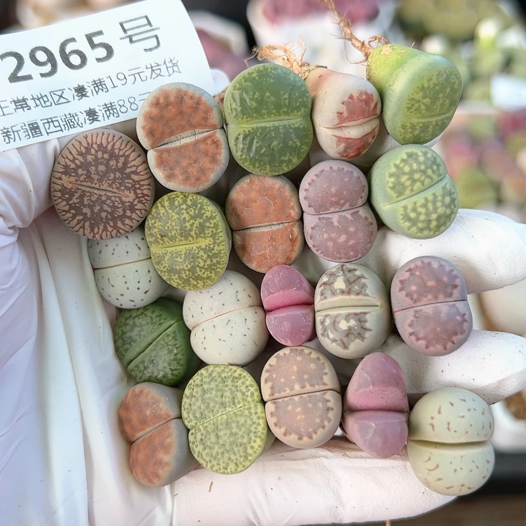 好养易活生石花大母本2965共20颗